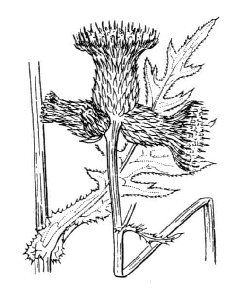 Cirsio dei rivi 24