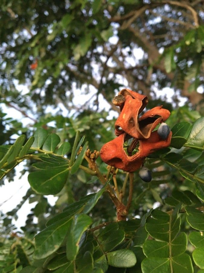 Pararchidendron