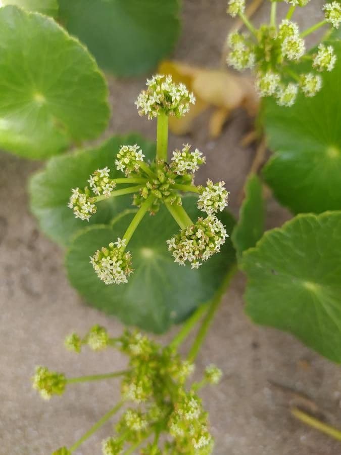 Hydrocotyle bonariensis 4