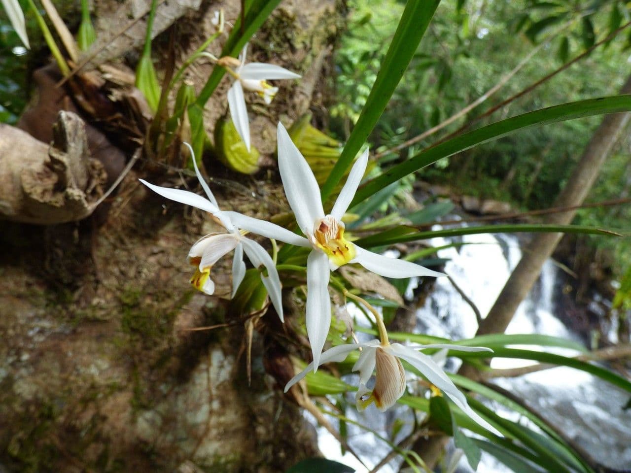 Coelogyne viscosa 6
