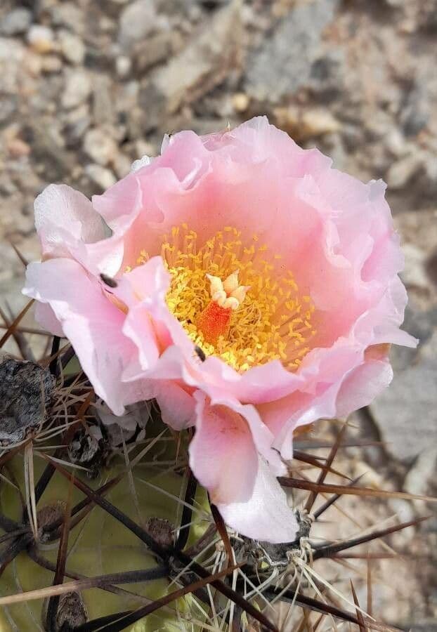 Tephrocactus 4