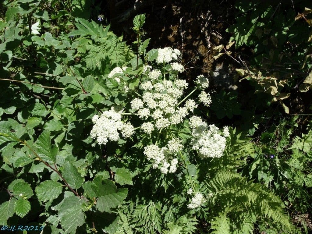 Pleurospermum austriaco 10