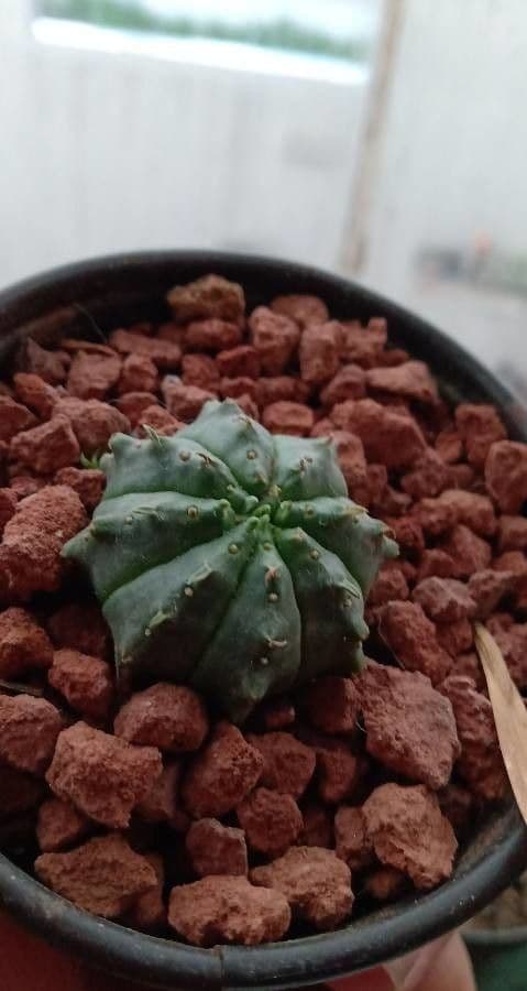 Melonensporn