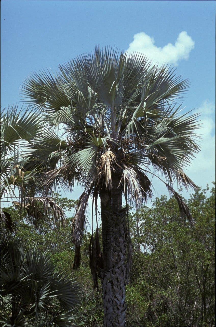 Makalani-Palme