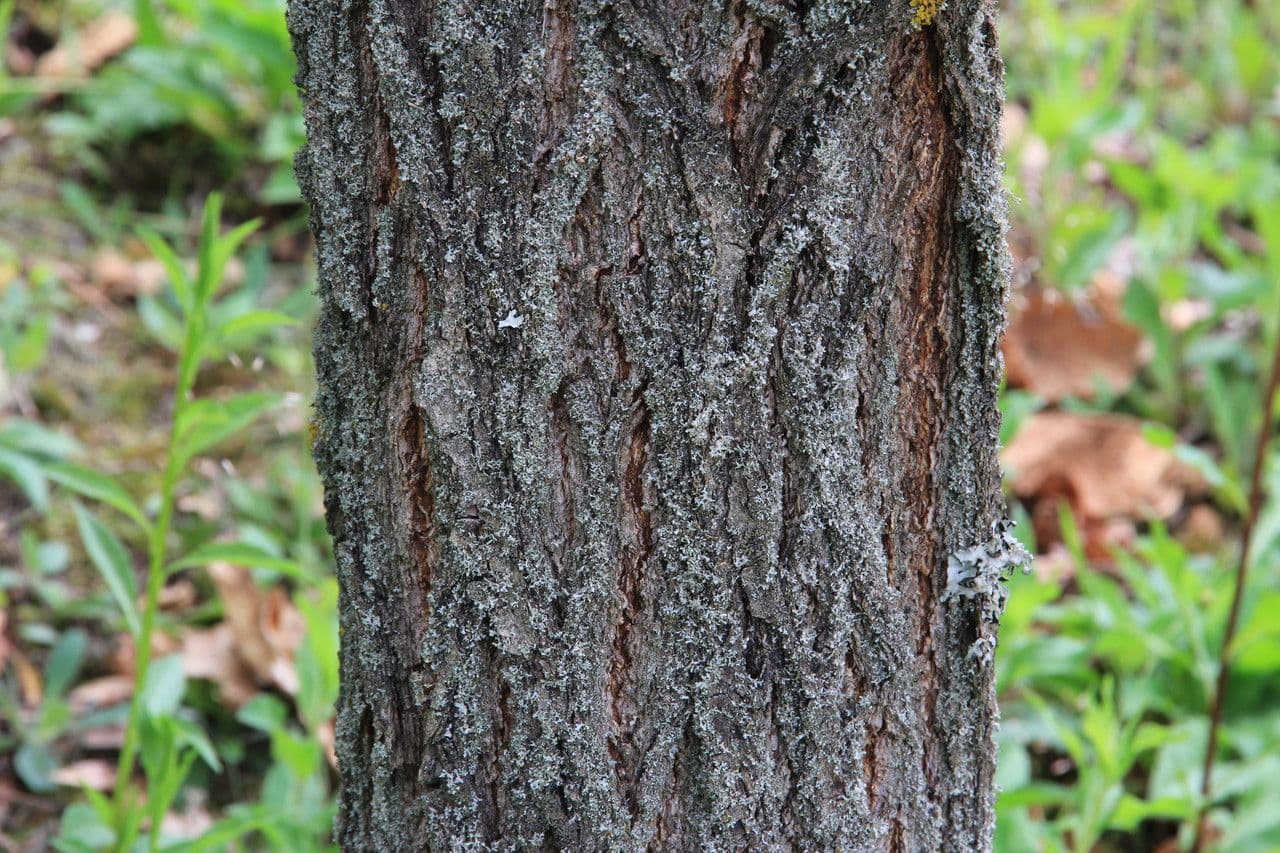 Quercia Daimyo 21