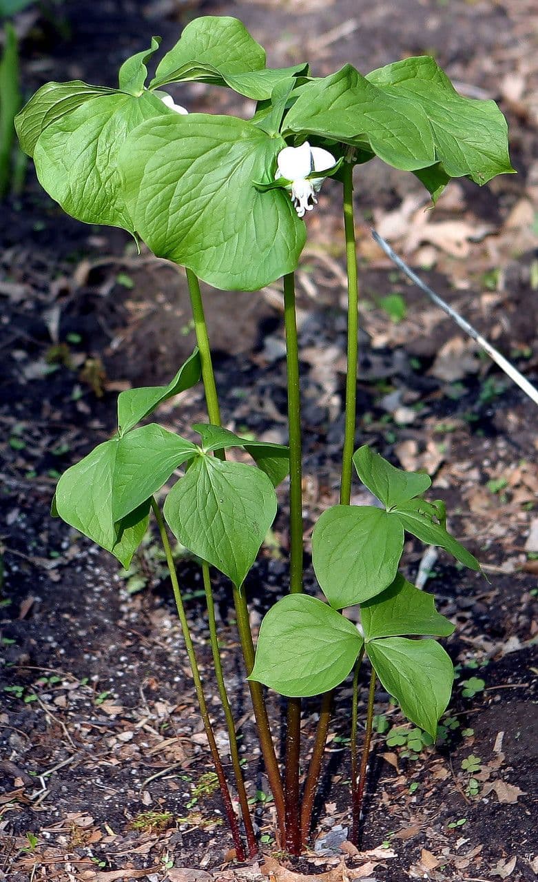 Trillium pochylone 14