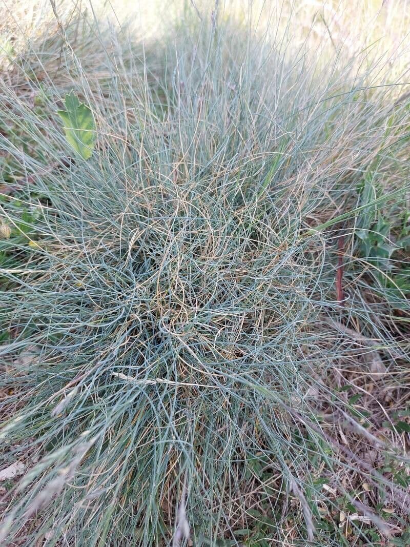 Festuca marginata 3