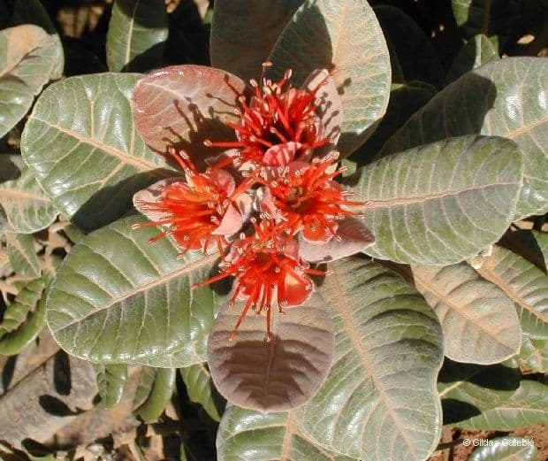 Xanthostemon 5
