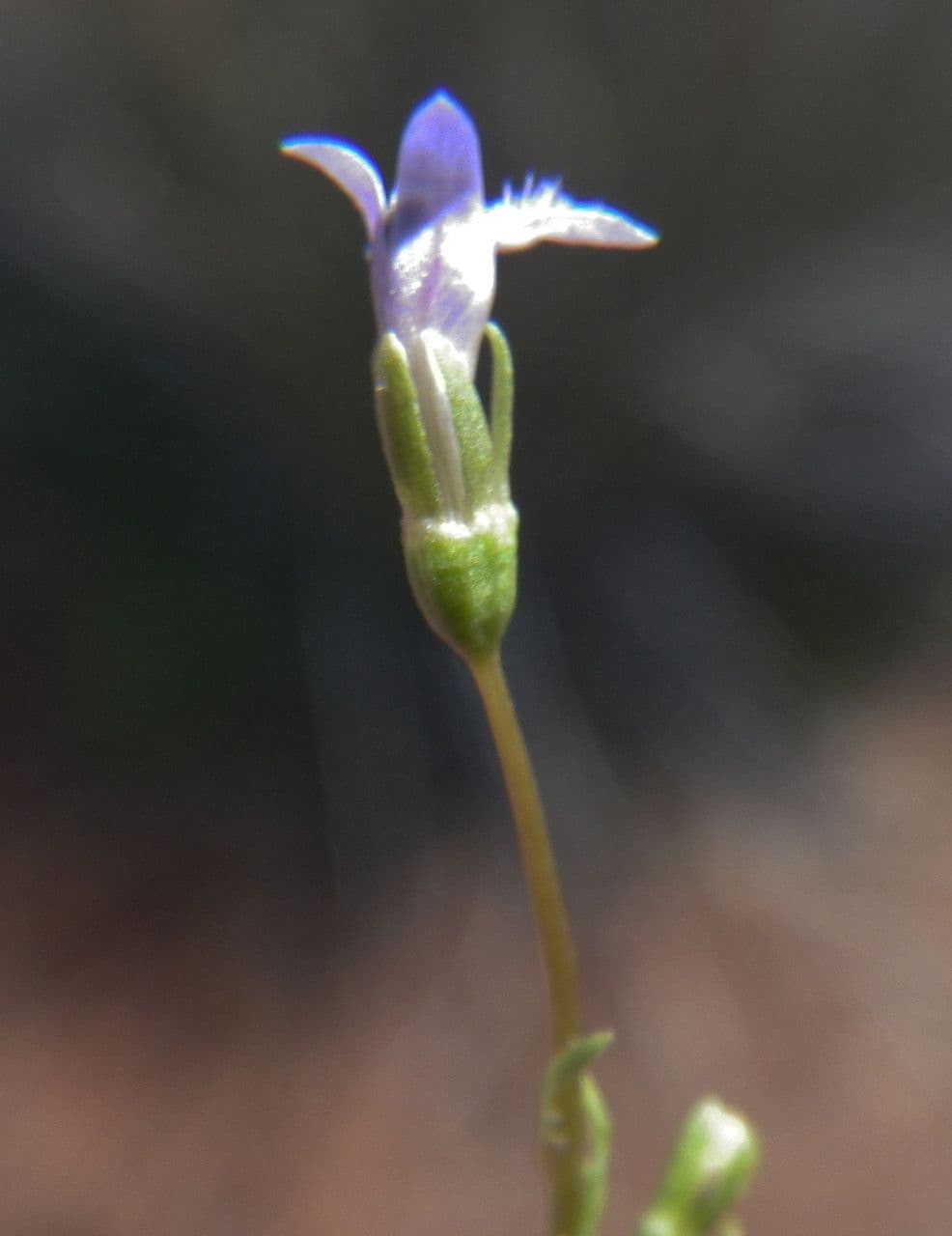 Solenopsis 7