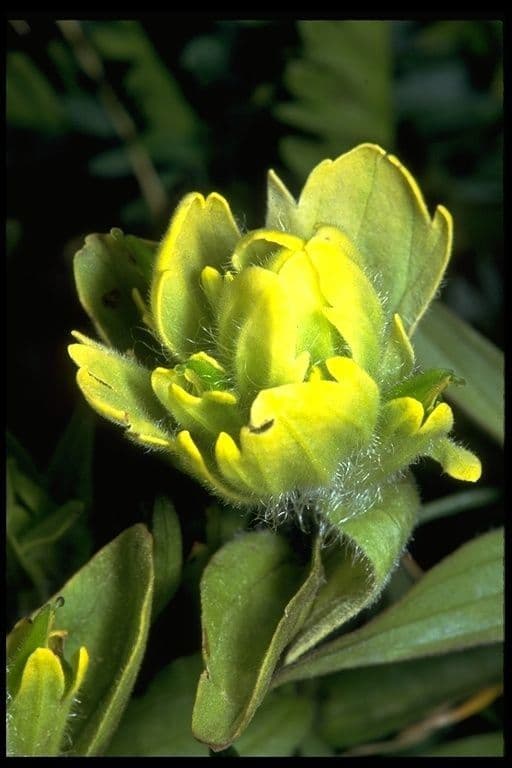 Castilleja 3