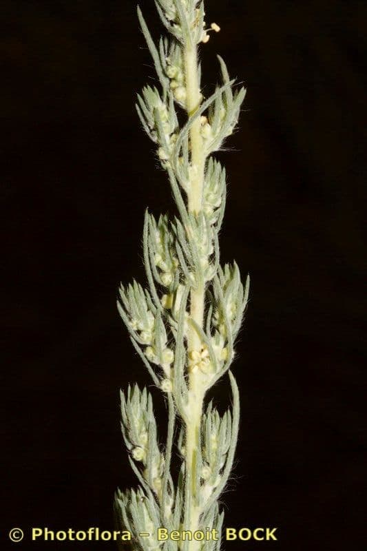 Wolliger Gänsefuß 17