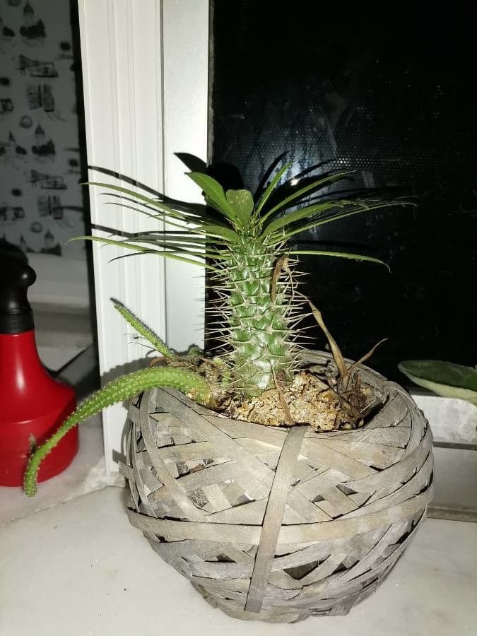 Madagaskar-Palme 4