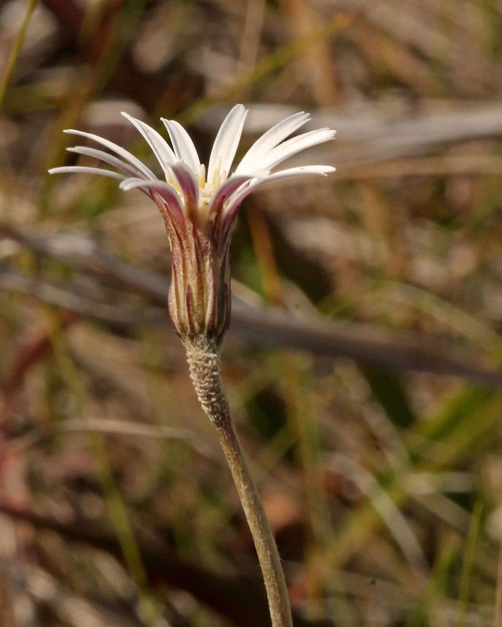 Chaptalia lanuda 3