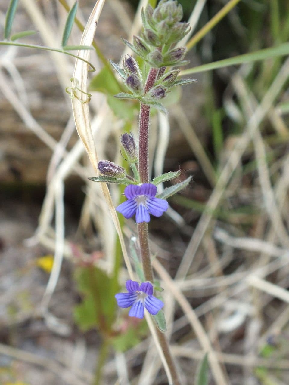 Stemodia durantifolia 18