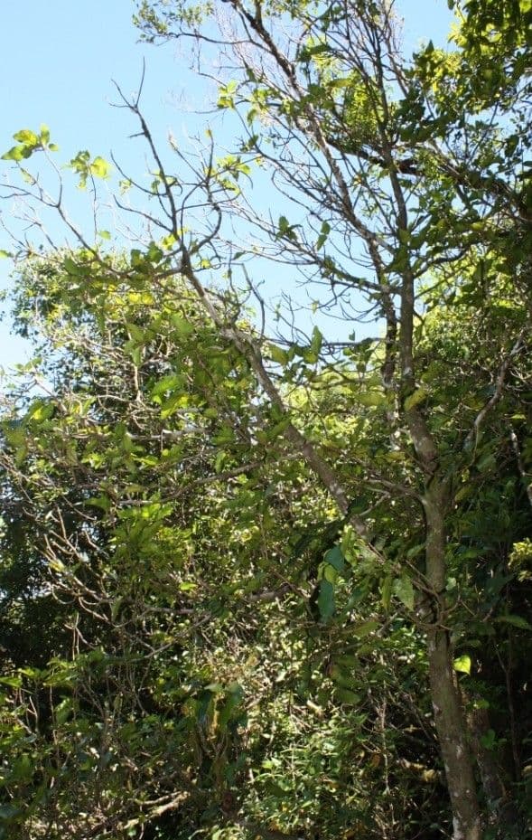 Acropogon