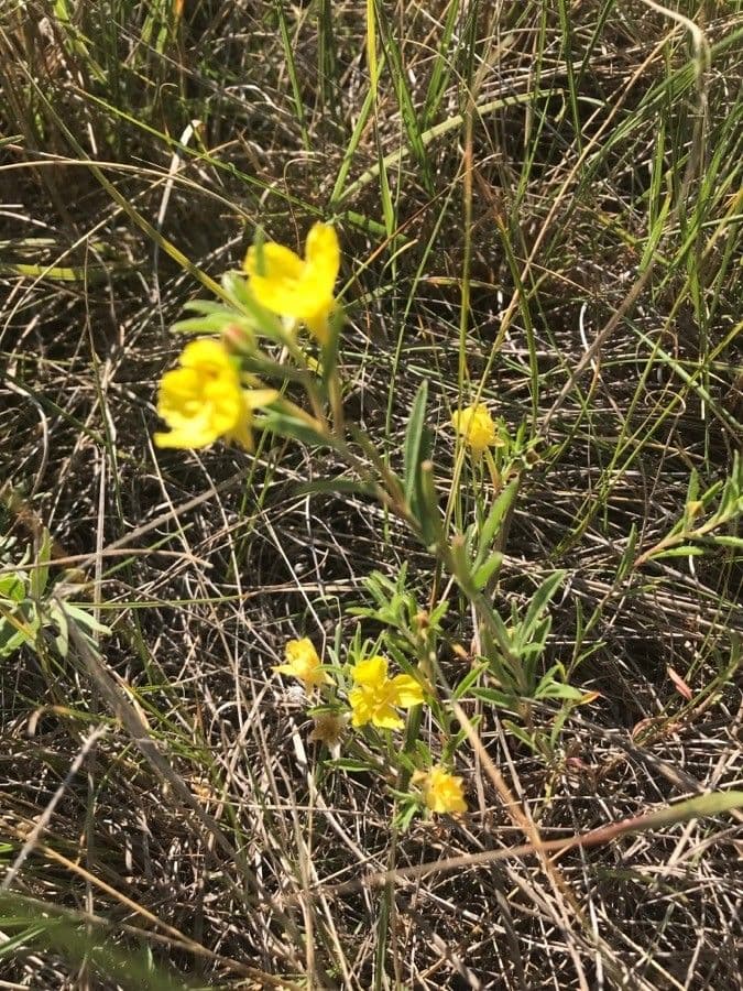 Enagra perenne