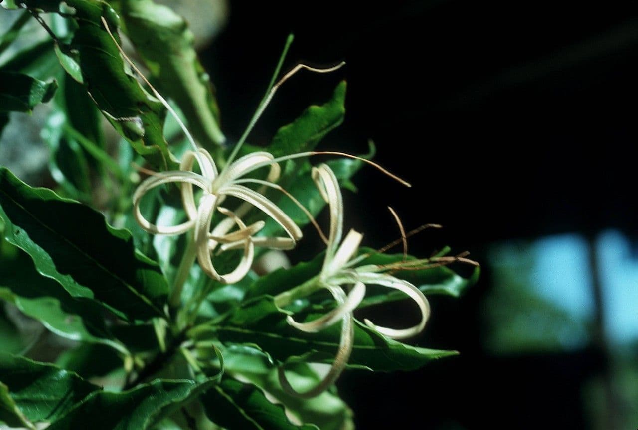 Exostema 9