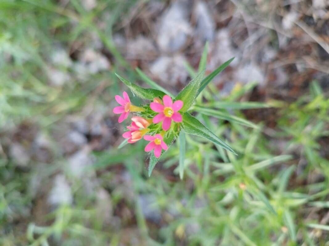 Collomia 3