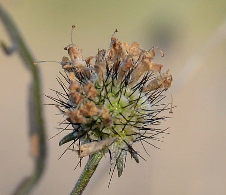 Vedovina cinerea