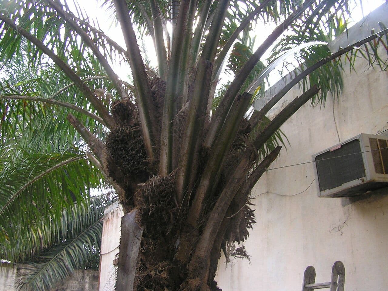 Palma olejná 20