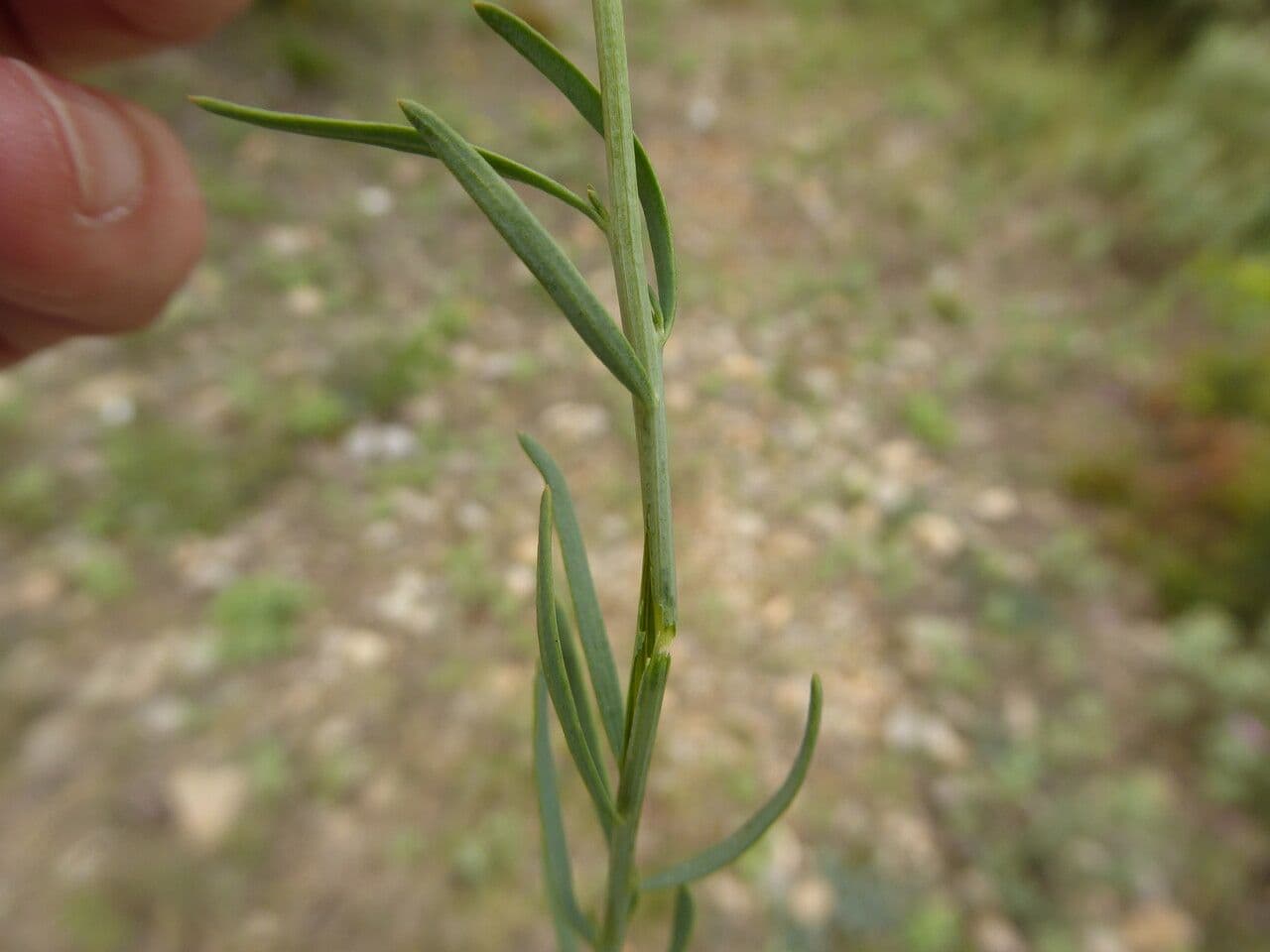 Bastard toadflax 16
