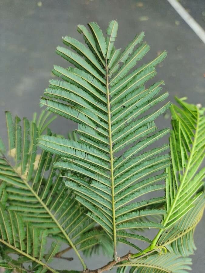 Anadenanthera 15