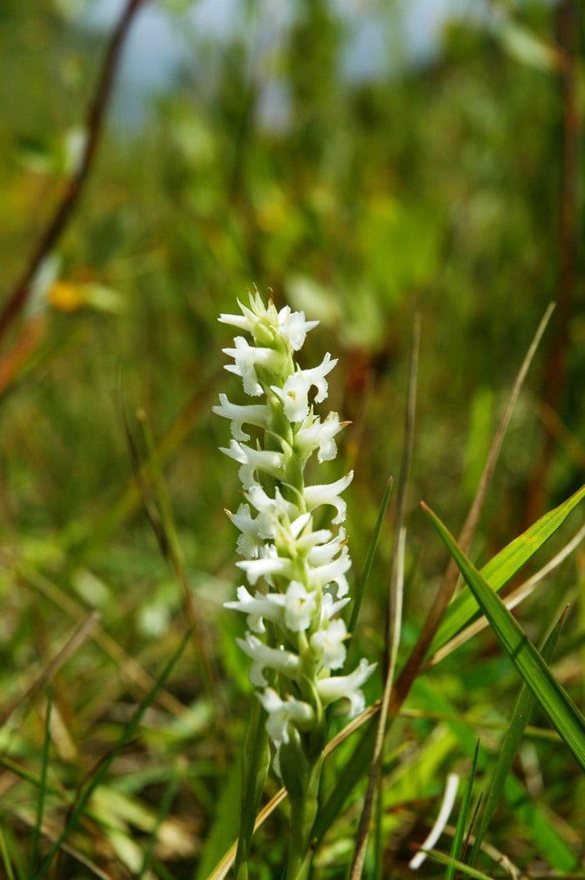 Ute-Mädchenzöpfe