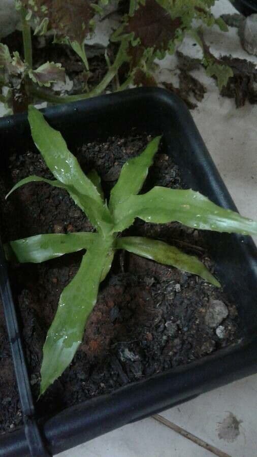 Bromelia 2