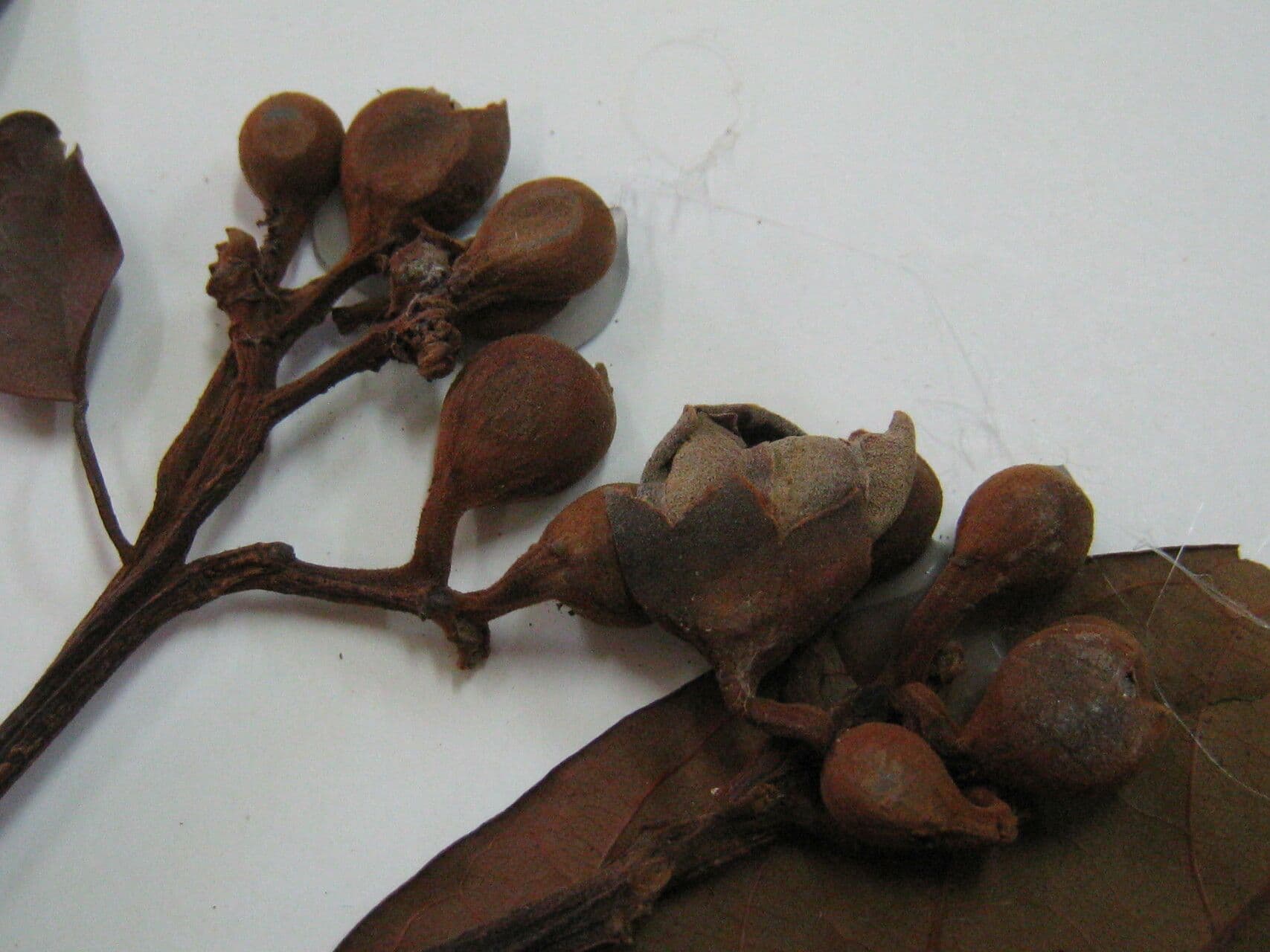Huberodendron swietenioides 3