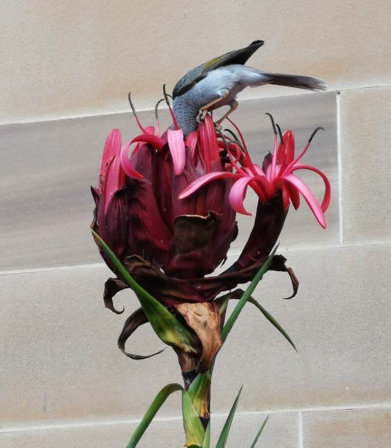 Doryanthes 3