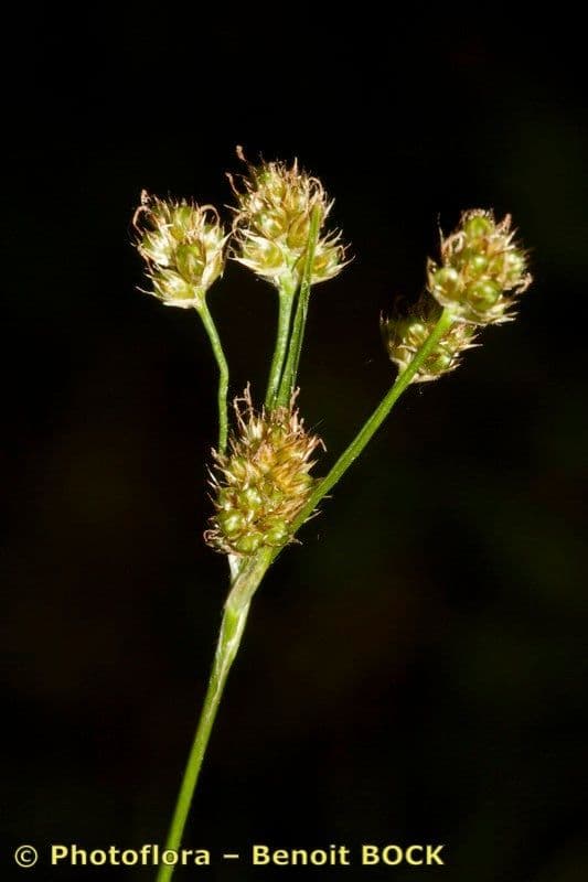 Erba lucciola comune 27