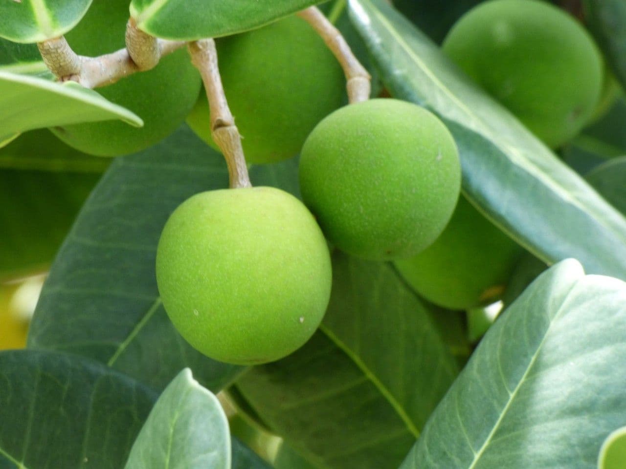 Madagaskar-Olive 2