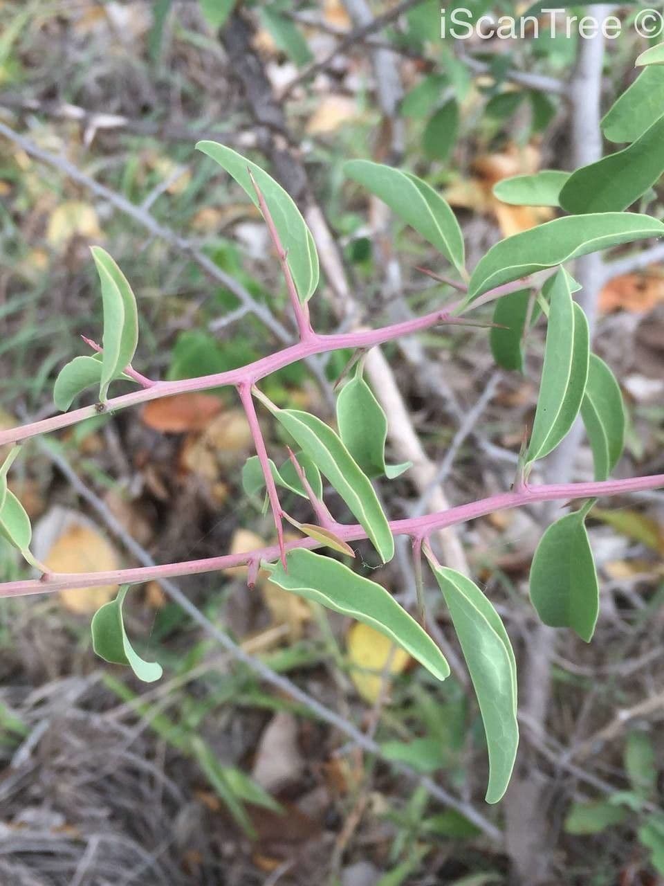 Ximenia caffra 8