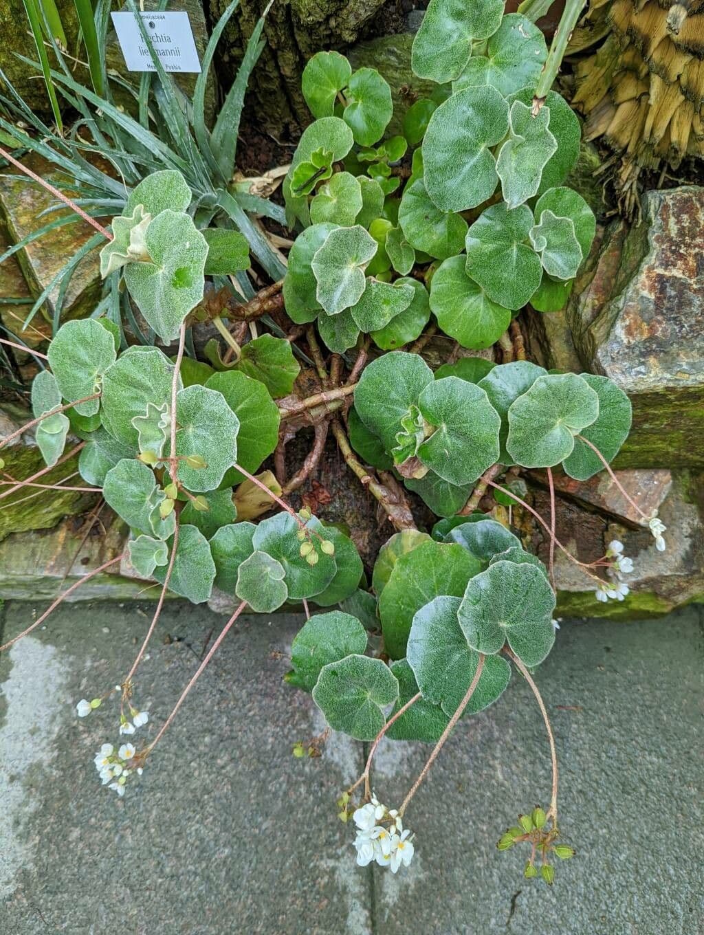 Begonia 8