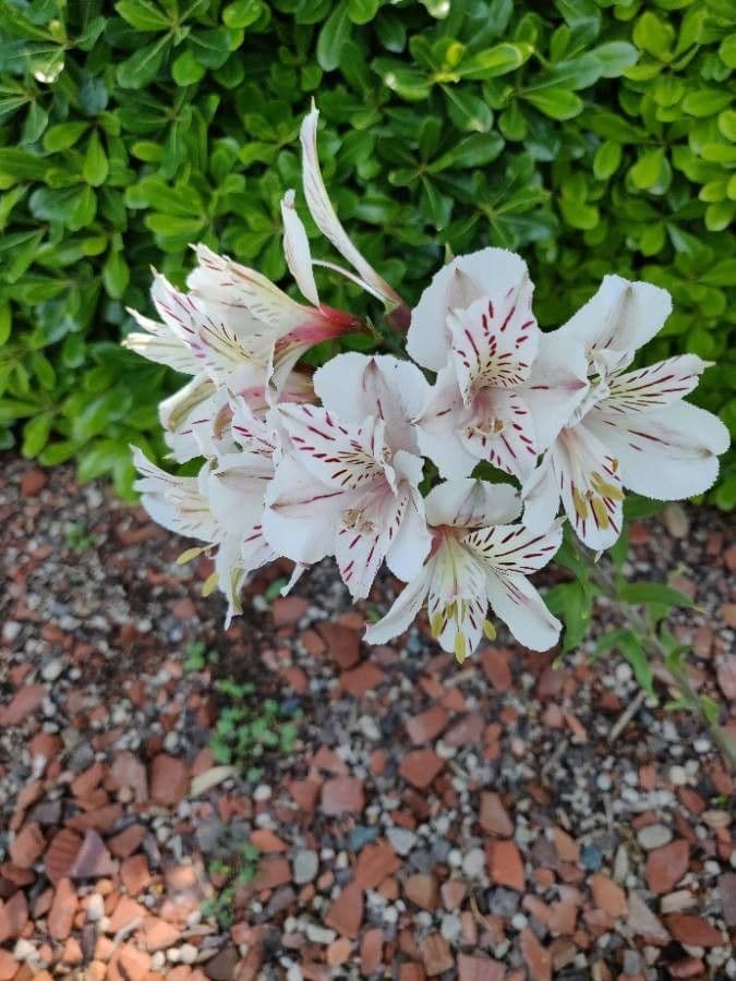 Alstroemeria aurea 10