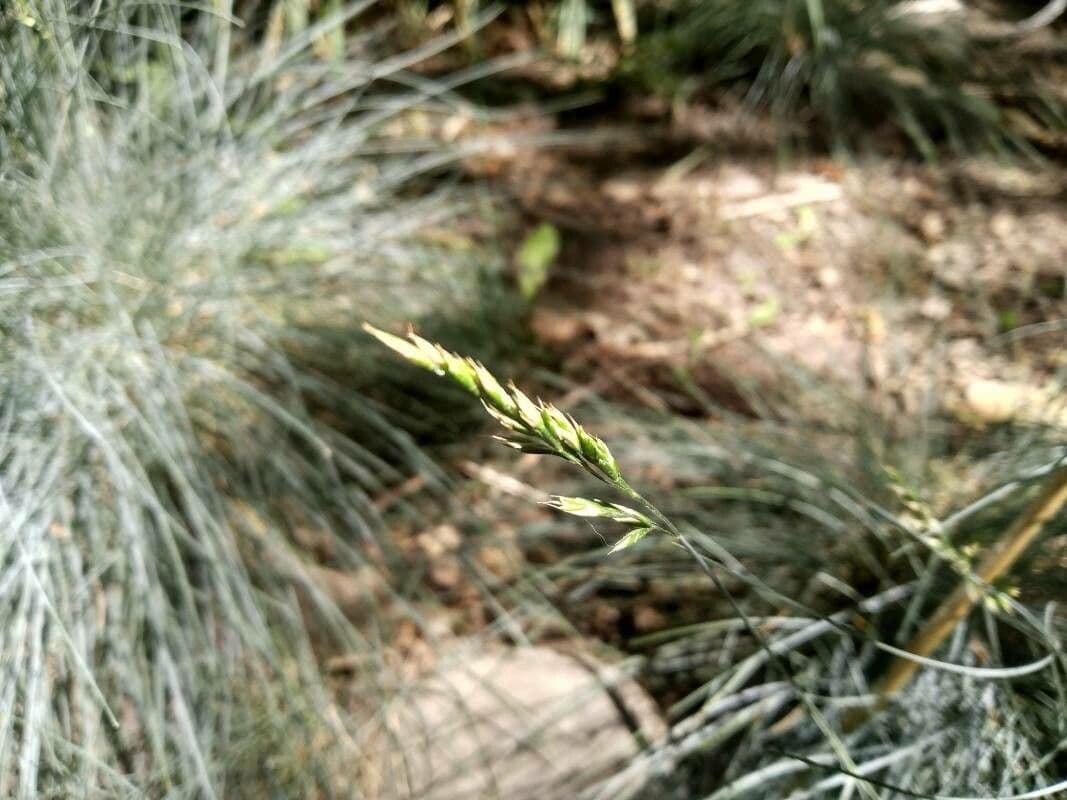 Festuca blu 2