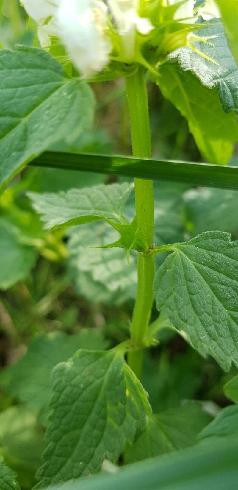 Falsa ortiga bianca 22