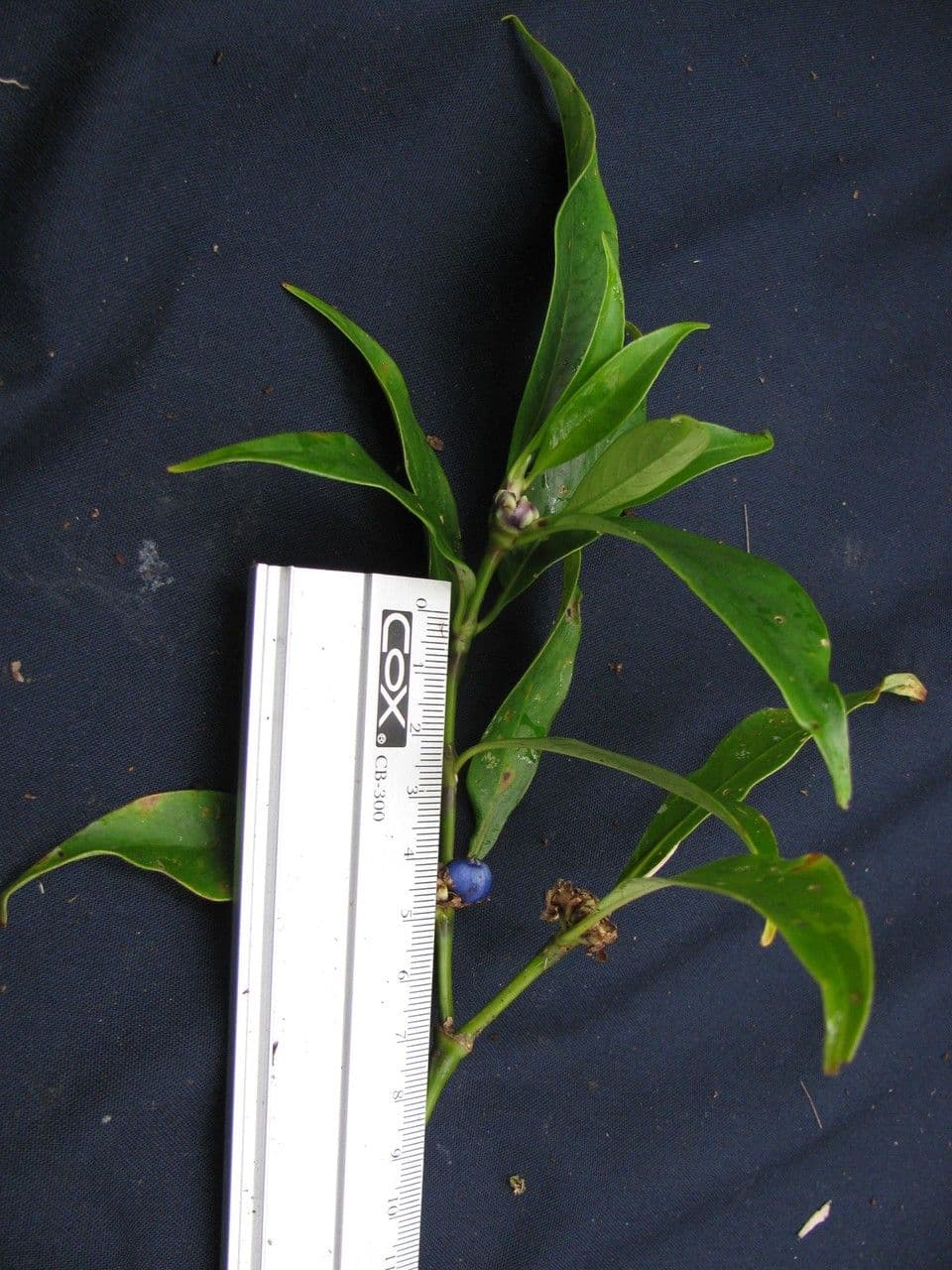 Palicourea axillaris 11