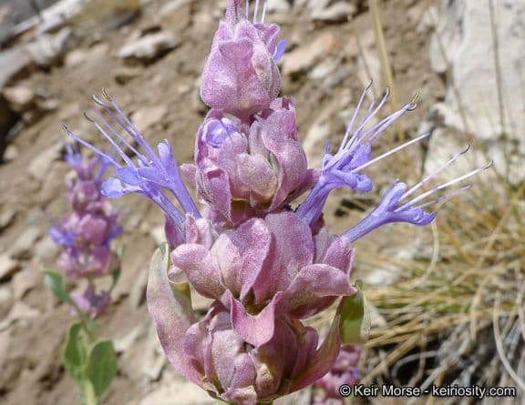 Salvia pachyphylla 3