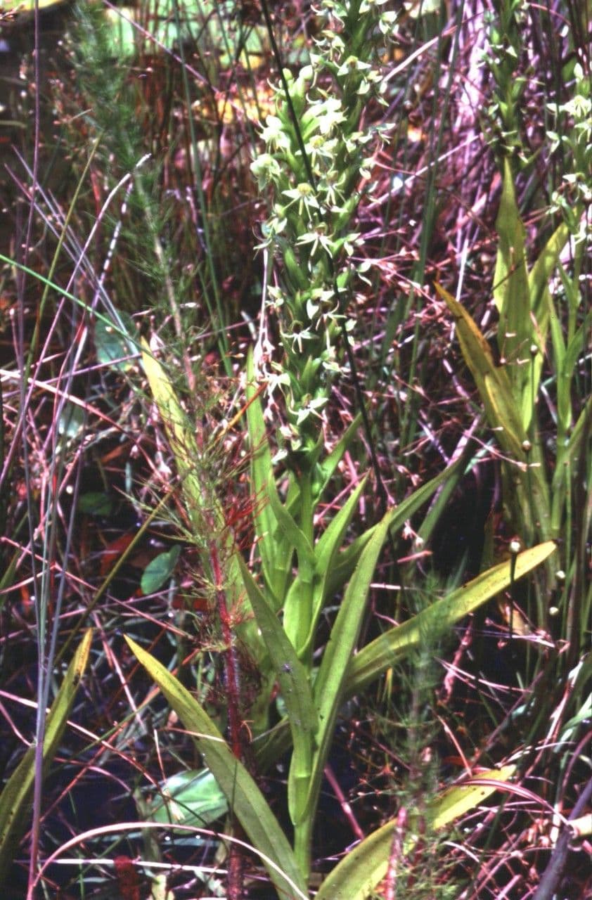 Orchidée d'eau 7