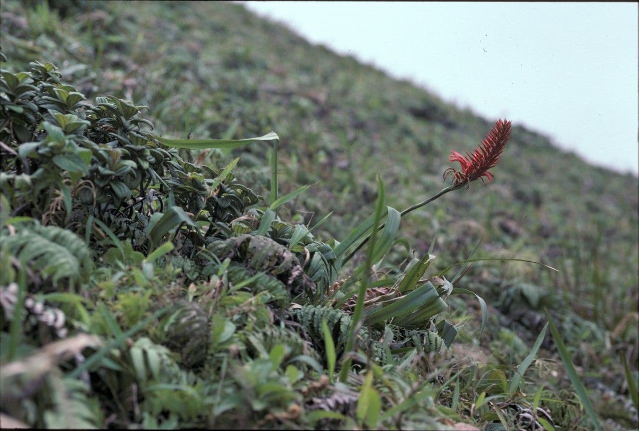 Pitcairnia 2
