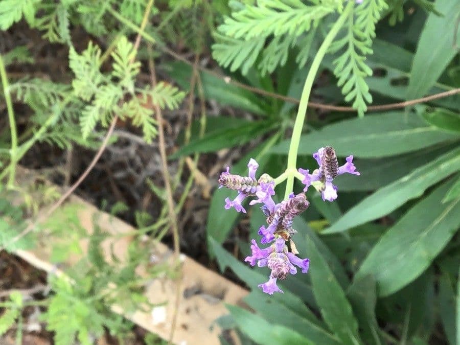 Lavendel 3