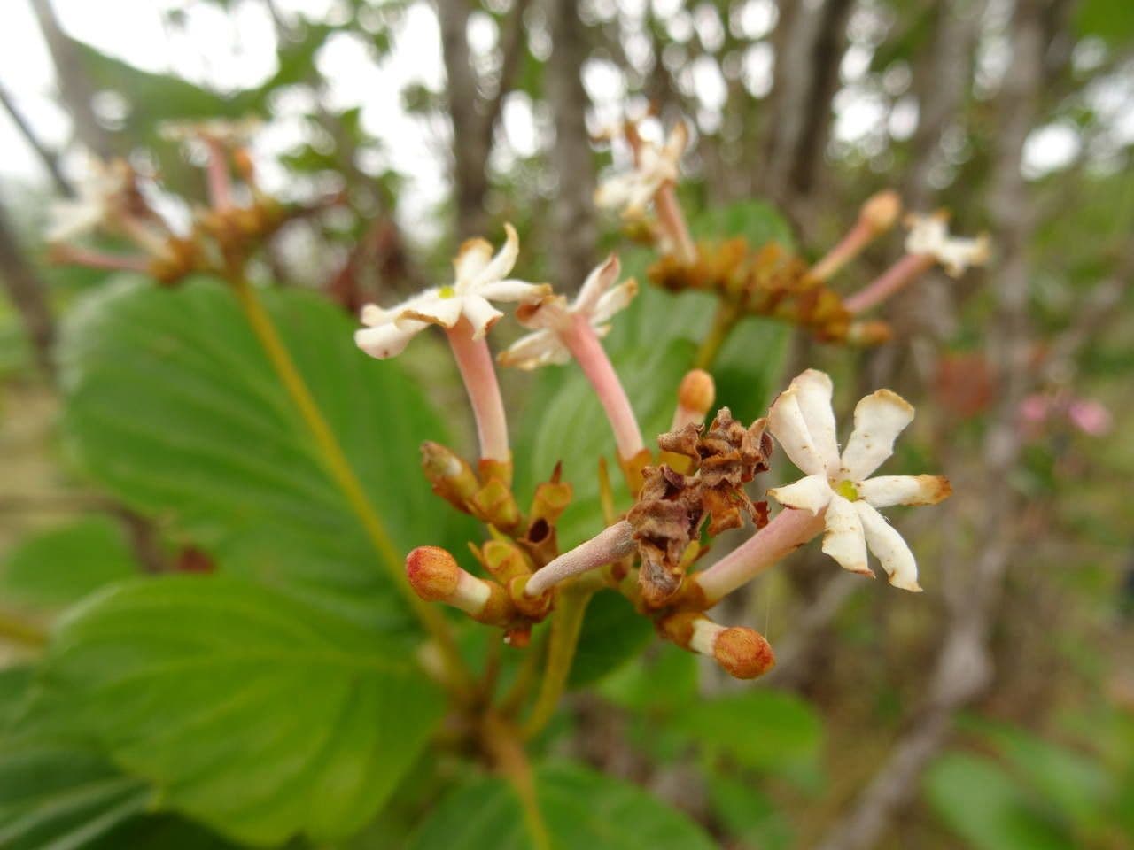 Guettarda scabra 5
