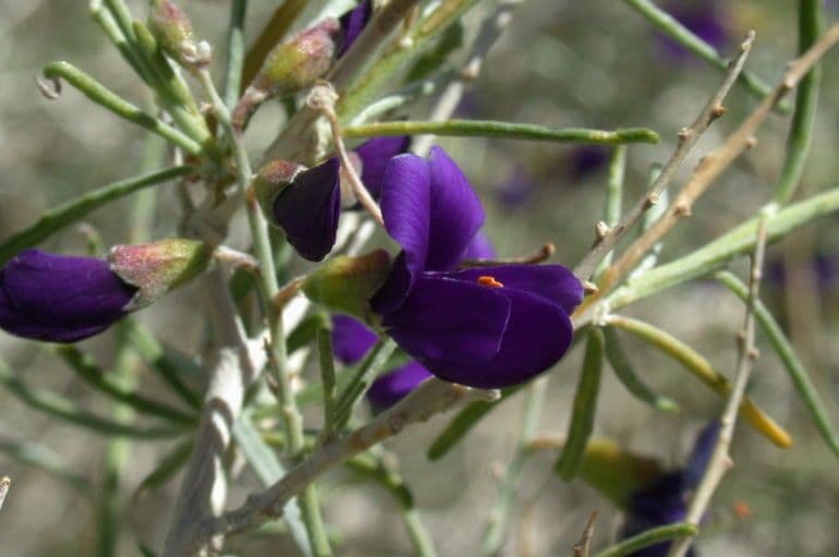 Psorothamnus schottii 6