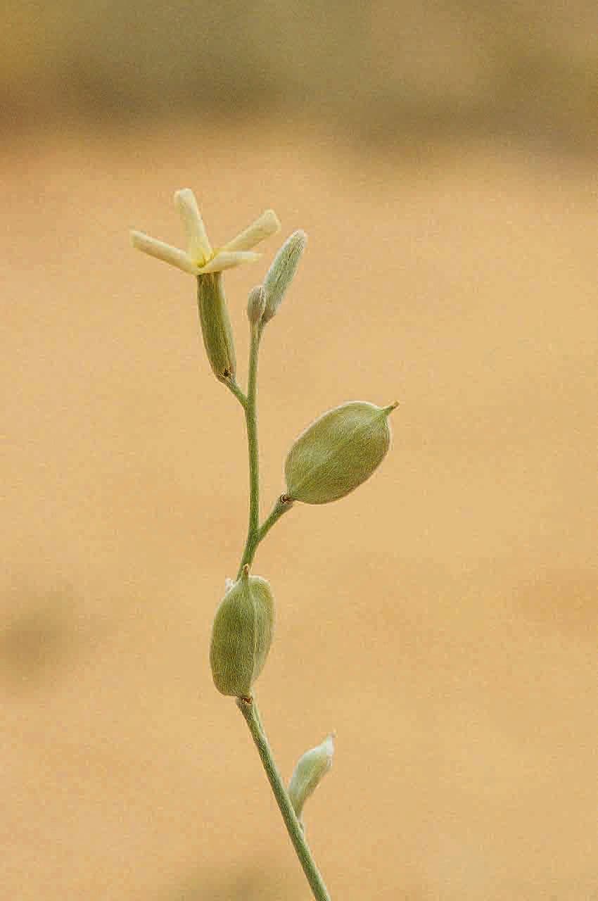 Farsetia 5