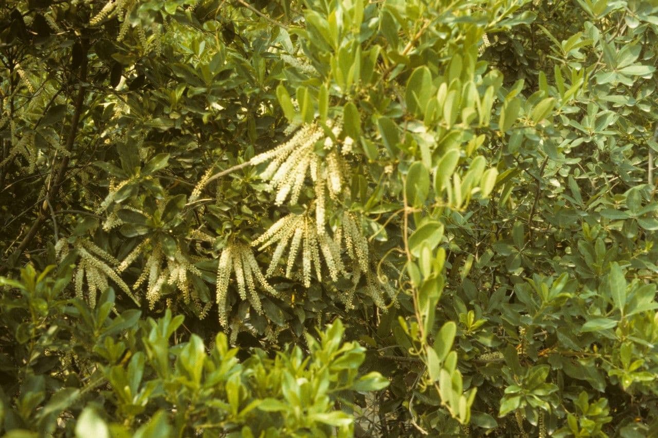 Cyrila 12
