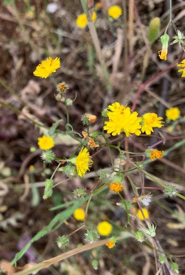 Radicchiella setolosa 8