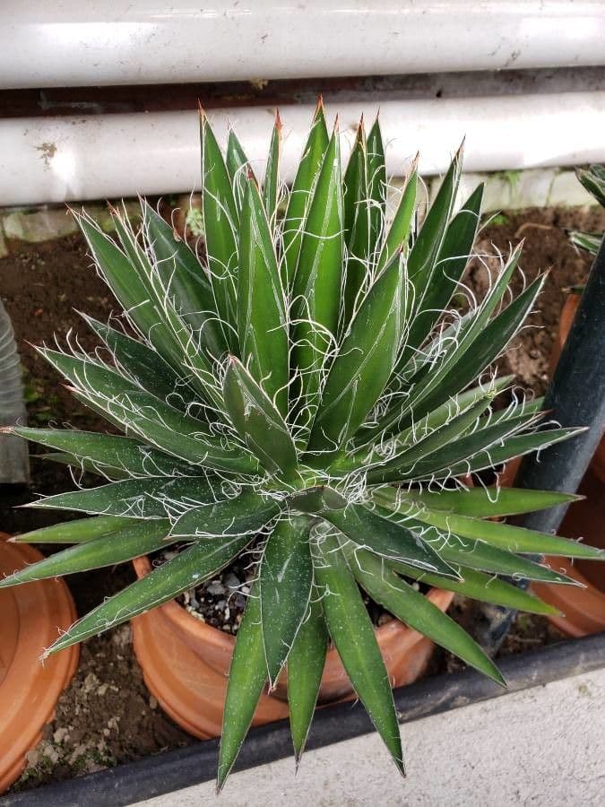 Schilfblättrige Agave