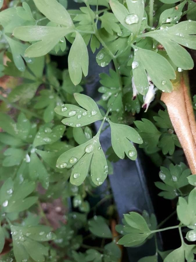 Fumaria bicolore 12