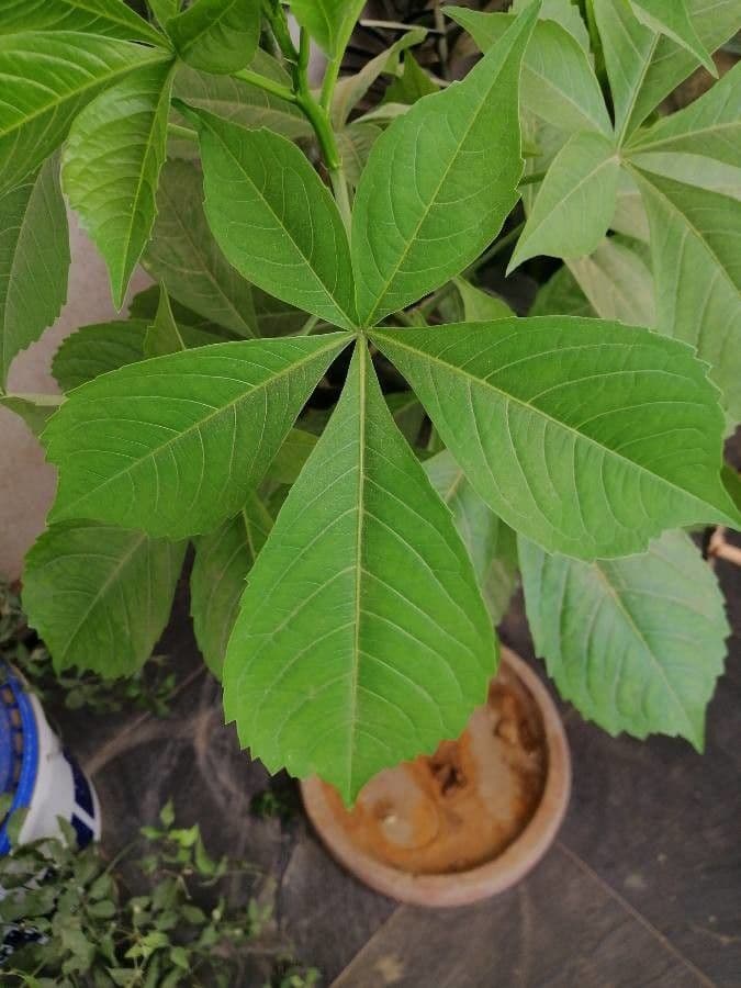 Baobab 19